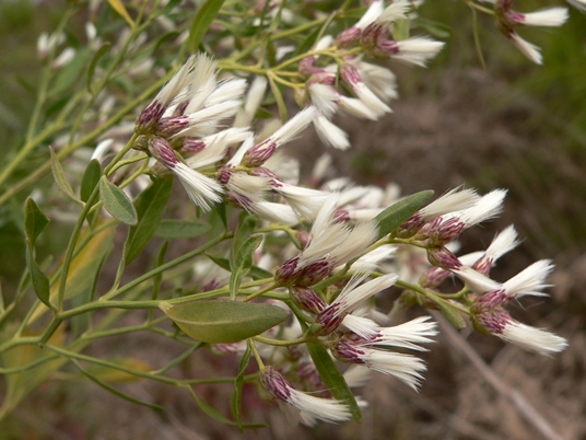 {Baccharis halimifolia}